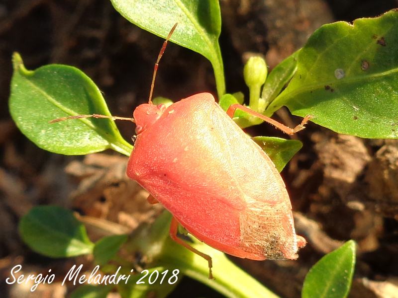 Nezara viridula  variante rossa:   Nezara viridula 